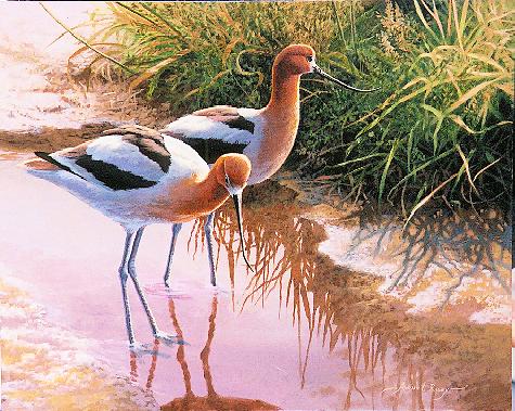 Avocets picture - Cellphone pictures